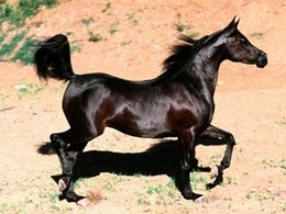 Caballo-Arabe-Negro[1].jpg